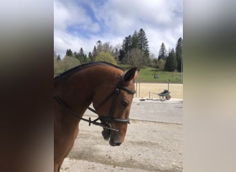 Freiberg / Franches Montagnes, Castrone, 3 Anni, 160 cm, Baio