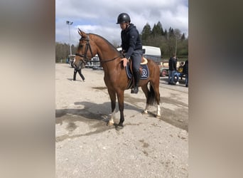 Freiberg / Franches Montagnes, Castrone, 3 Anni, 160 cm, Baio