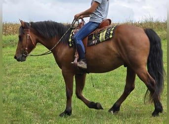 Freiberg / Franches Montagnes, Castrone, 3 Anni, 160 cm, Baio