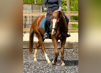 Freiberg / Franches Montagnes, Castrone, 3 Anni, 160 cm, Sauro scuro