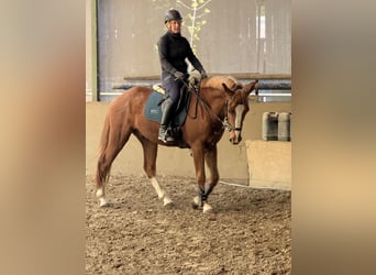 Freiberg / Franches Montagnes, Castrone, 3 Anni, 160 cm, Sauro scuro