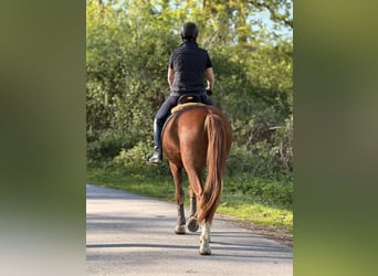 Freiberg / Franches Montagnes, Castrone, 3 Anni, 160 cm, Sauro scuro