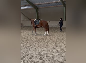 Freiberg / Franches Montagnes, Castrone, 3 Anni, 160 cm, Sauro scuro