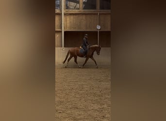 Freiberg / Franches Montagnes, Castrone, 3 Anni, 160 cm, Sauro scuro