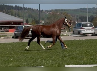 Freiberg / Franches Montagnes, Castrone, 3 Anni, 160 cm, Sauro scuro