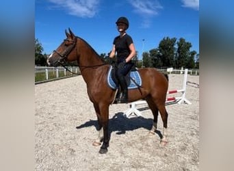Freiberg / Franches Montagnes, Castrone, 4 Anni, 156 cm, Baio