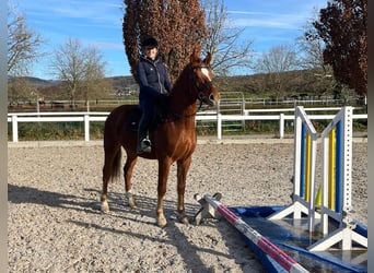Freiberg / Franches Montagnes, Castrone, 4 Anni, 158 cm, Sauro scuro