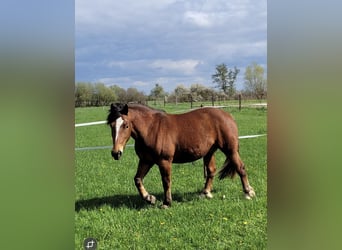 Freiberg / Franches Montagnes, Castrone, 5 Anni, 150 cm, Baio