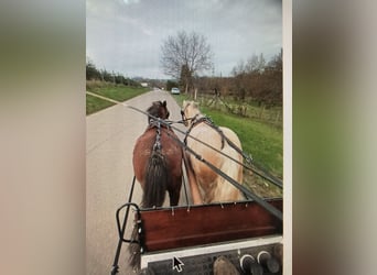 Freiberg / Franches Montagnes, Castrone, 5 Anni, 151 cm, Baio