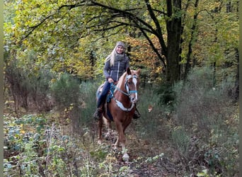Freiberg / Franches Montagnes, Castrone, 5 Anni, 156 cm, Sauro