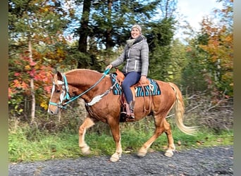 Freiberg / Franches Montagnes, Castrone, 5 Anni, 156 cm, Sauro