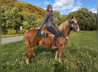 Freiberg / Franches Montagnes, Castrone, 5 Anni, 156 cm, Sauro