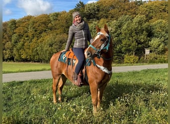 Freiberg / Franches Montagnes, Castrone, 5 Anni, 156 cm, Sauro