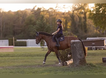 Freiberg / Franches Montagnes, Castrone, 5 Anni, 161 cm, Baio