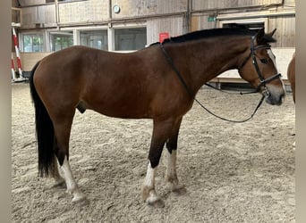 Freiberg / Franches Montagnes, Castrone, 6 Anni, 157 cm, Baio