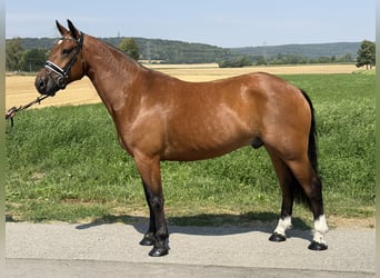 Freiberg / Franches Montagnes, Castrone, 6 Anni, 158 cm, Baio