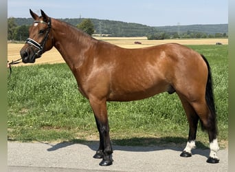 Freiberg / Franches Montagnes, Castrone, 6 Anni, 158 cm, Baio