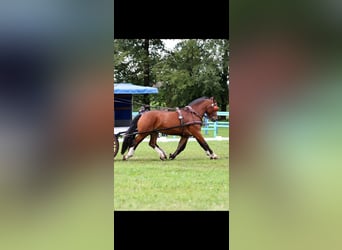 Freiberg / Franches Montagnes, Castrone, 6 Anni, 160 cm, Baio