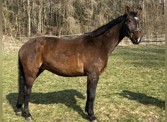 Freiberg / Franches Montagnes, Castrone, 6 Anni, 164 cm, Baio