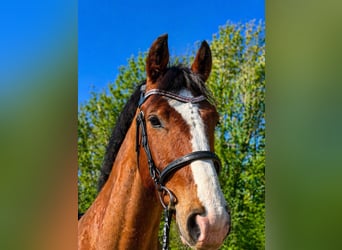 Freiberg / Franches Montagnes, Castrone, 6 Anni, 164 cm, Baio chiaro
