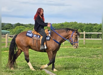Freiberg / Franches Montagnes, Castrone, 7 Anni, 156 cm, Baio