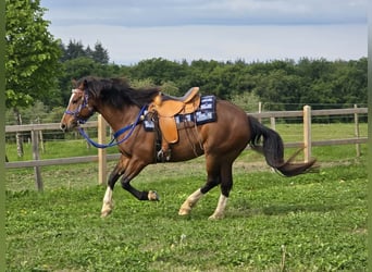 Freiberg / Franches Montagnes, Castrone, 7 Anni, 156 cm, Baio