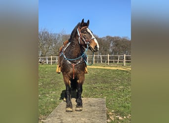 Freiberg / Franches Montagnes Mix, Castrone, 9 Anni, 157 cm, Baio