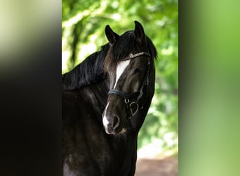 Freiberg / Franches Montagnes, Castrone, 9 Anni, 160 cm, Morello