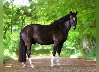 Freiberg / Franches Montagnes, Castrone, 9 Anni, 160 cm, Morello