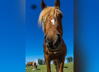 Freiberg / Franches Montagnes, Giumenta, 10 Anni, 145 cm, Sauro