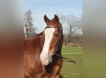 Freiberg / Franches Montagnes, Giumenta, 10 Anni, 156 cm, Sauro