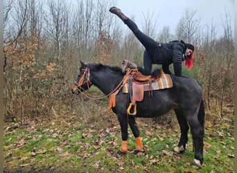 Freiberg / Franches Montagnes, Giumenta, 10 Anni, 160 cm, Baio scuro