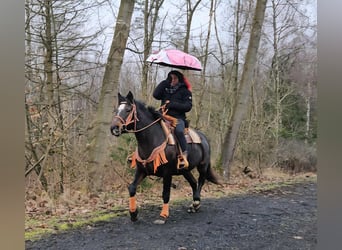 Freiberg / Franches Montagnes, Giumenta, 10 Anni, 160 cm