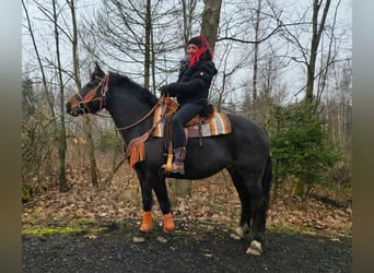 Freiberg / Franches Montagnes, Giumenta, 10 Anni, 160 cm