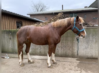 Freiberg / Franches Montagnes, Giumenta, 10 Anni, 160 cm, Sauro