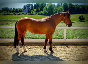 Freiberg / Franches Montagnes, Giumenta, 10 Anni, Baio