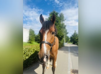 Freiberg / Franches Montagnes, Giumenta, 10 Anni, Baio