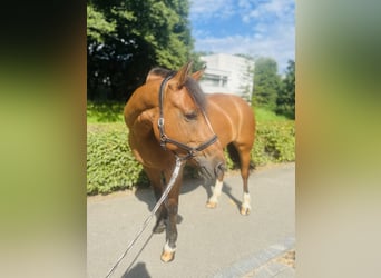 Freiberg / Franches Montagnes, Giumenta, 10 Anni, Baio