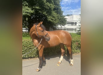 Freiberg / Franches Montagnes, Giumenta, 10 Anni, Baio