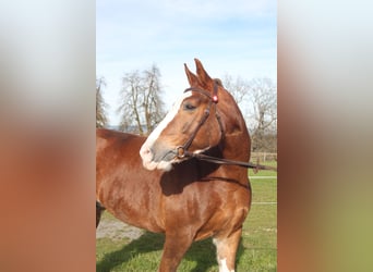 Freiberg / Franches Montagnes, Giumenta, 11 Anni, 156 cm, Sauro