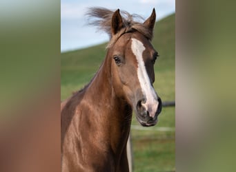 Freiberg / Franches Montagnes, Giumenta, 12 Anni, 156 cm, Sauro scuro