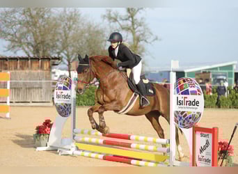 Freiberg / Franches Montagnes Mix, Giumenta, 16 Anni, 160 cm, Sauro scuro