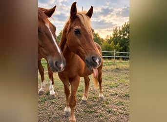 Freiberg / Franches Montagnes Mix, Giumenta, 18 Anni, 150 cm, Sauro