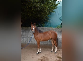Freiberg / Franches Montagnes, Giumenta, 2 Anni, 143 cm, Sauro