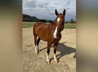 Freiberg / Franches Montagnes, Giumenta, 3 Anni, 152 cm, Baio