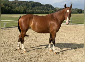 Freiberg / Franches Montagnes, Giumenta, 3 Anni, 152 cm, Baio