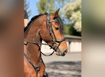 Freiberg / Franches Montagnes, Giumenta, 3 Anni, 154 cm, Baio