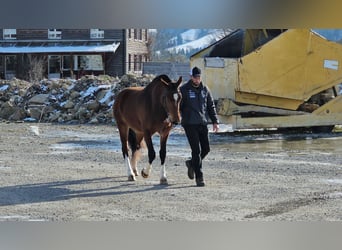 Freiberg / Franches Montagnes, Giumenta, 3 Anni, 155 cm, Baio scuro