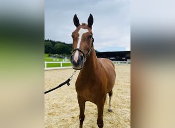 Freiberg / Franches Montagnes, Giumenta, 3 Anni, 155 cm, Sauro