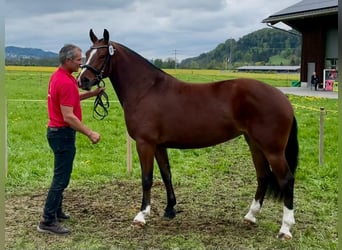 Freiberg / Franches Montagnes, Giumenta, 3 Anni, 156 cm, Baio